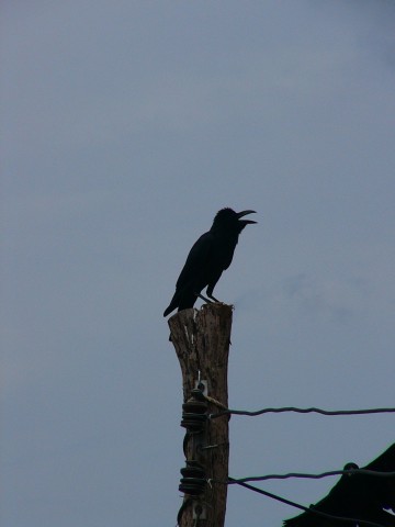 raven on post